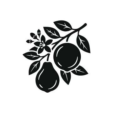 Black and white silhouette of citrus fruits on a branch with leaves and flowers