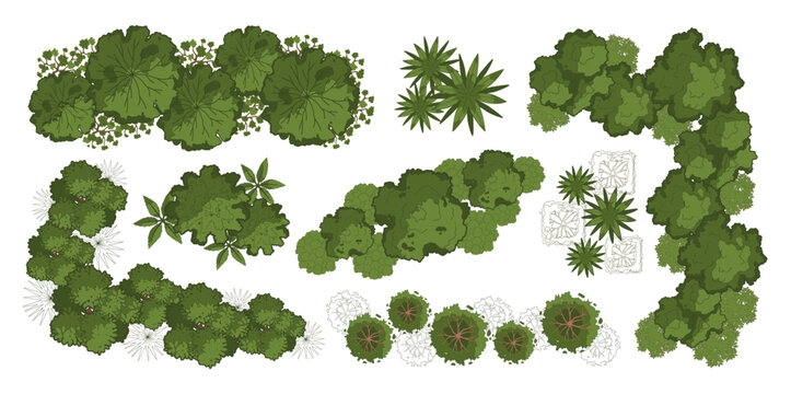 Architecture plant. Top view trees, bushes. Landscape plan with group trees, shrubs, bushes. Various green garden and park floor map elements. Vector concept