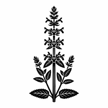 Black and white botanical illustration of a flowering herb stem with leaves