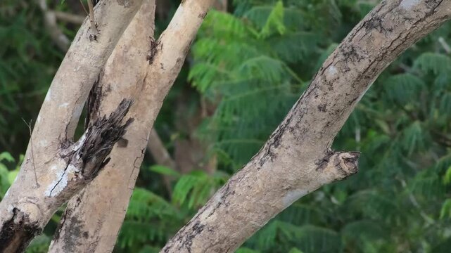 Pin-striped Tit-babbler Overreaching on Branch with Wing-Assisted Stabilization Before Departure, Palawan Philippines
