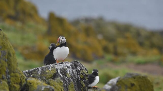atlantic puffin sea bird holding sand eel fish in beak landing on a rock stone on isle of may island nature reserve in scotland