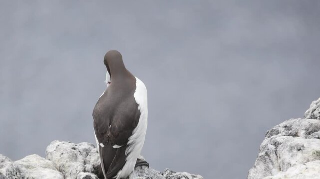 guillemot closeup on a cliff rock with sandeel fish in beak looking around standing alone on scottish wildlife nature reserve isle of may
