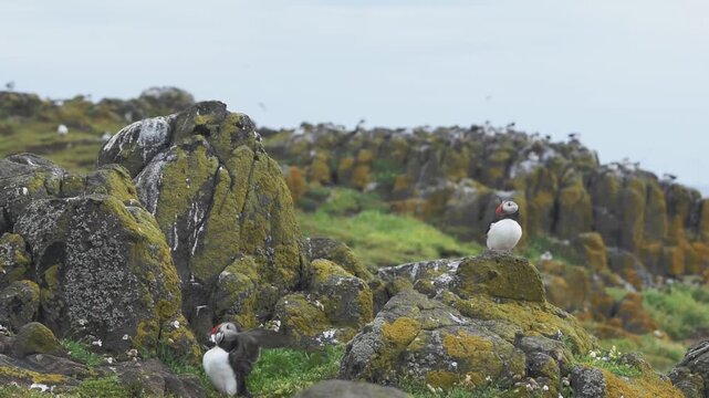 atlantic puffin sea bird landing sitting on rocks with sand eels in beak on a scottish island nature reserve isle of may