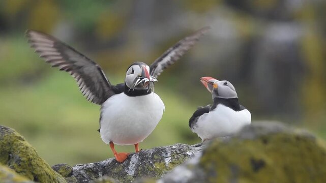 atlantic puffin sea bird holding sand eel fish in beak landing on a rock stone on isle of may island nature reserve in scotland