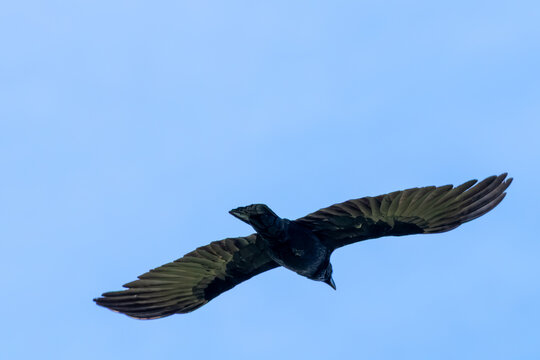 eagle in flight