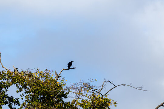 crow on a tree