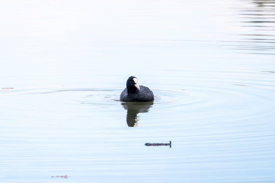 duck on the water
