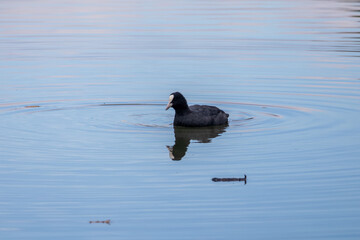 black and white duck © Matthieu