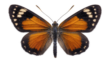 Orange and black butterfly with white spots, isolated on transparent background © Veaceslav
