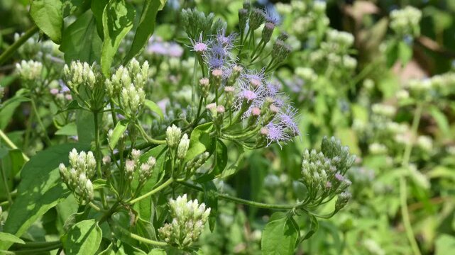 Chromolaena odorata flowers. It&nbsp;is also known as&nbsp;jack in the bush. It is a tropical and subtropical species of&nbsp;flowering&nbsp;shrub&nbsp;in the family&nbsp;Asteraceae.
Siam weed white flowers.