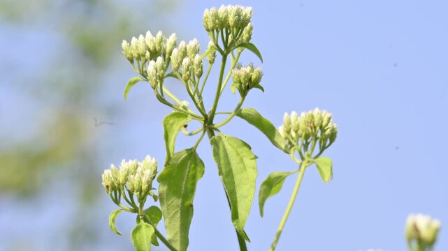 Chromolaena odorata flowers. It&nbsp;is also known as&nbsp;jack in the bush. It is a tropical and subtropical species of&nbsp;flowering&nbsp;shrub&nbsp;in the family&nbsp;Asteraceae.
Siam weed white flowers.