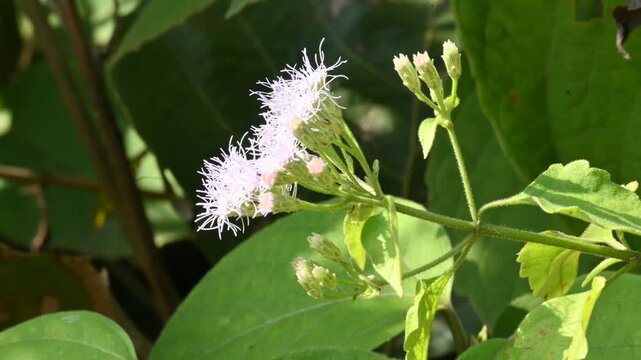 Chromolaena odorata flowers. It&nbsp;is also known as&nbsp;jack in the bush. It is a tropical and subtropical species of&nbsp;flowering&nbsp;shrub&nbsp;in the family&nbsp;Asteraceae.
Siam weed white flowers.