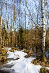 Fototapeta premium melting snow and birch tree in forest in spring