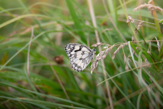 Marbled White butterfly (Melanargia galathea) resting on grass in a natural meadow