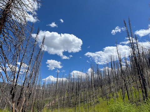 Burned lodgepole pine forest in the Rocky Mountains near Steamboat Springs, Colorado, with blue sky, white clouds, green regrowth, and wildfire recovery landscape.
