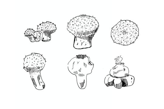 Poisonous puffball fungus growth stages and ostiole spore puffing, monochrome ink