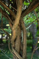 Fototapeta premium Intertwined vine tree trunks with textured bark in summer park close up. Twisted wooden branches grow in public garden. Natural organic background for forestry and botany biology concept.