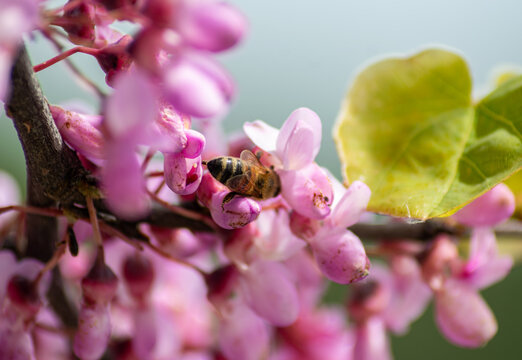 Close-up of a honey bee collecting pollen on pink cercis siliquastrum judas tree blossoms