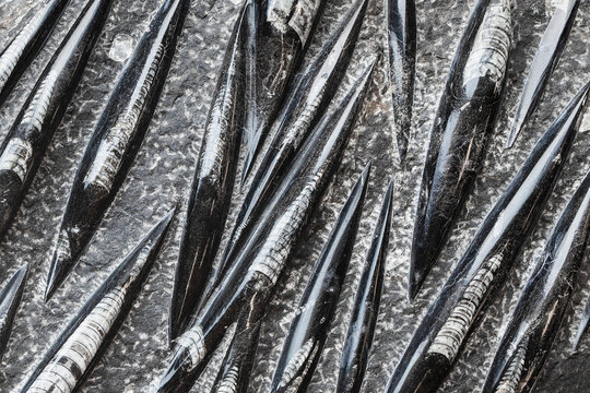 surface of polished Orthoceras belemnite rock