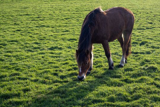 horse in the field