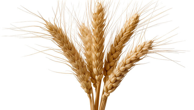 Golden wheat stalks with long awns, isolated on transparent background