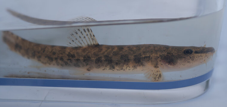 Stone Loach (Barbatula barbatula) in a clear observation container