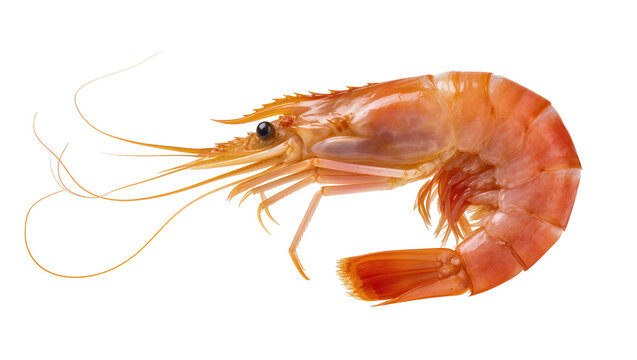 Single raw orange shrimp with long antennae, isolated on transparent background