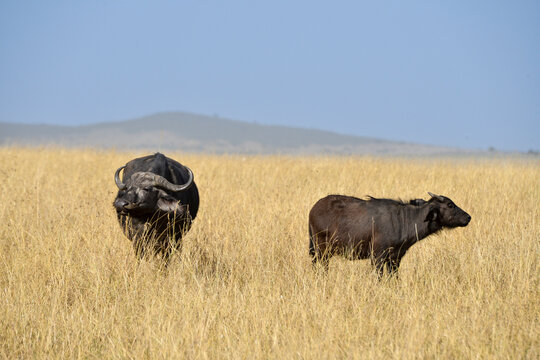 Buffle d'Afrique,