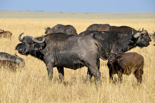 Buffle d'Afrique,