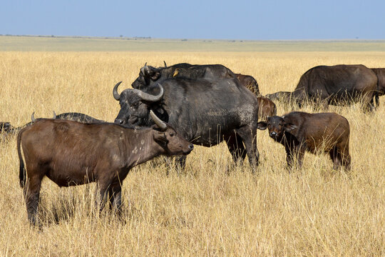 Buffle d'Afrique,