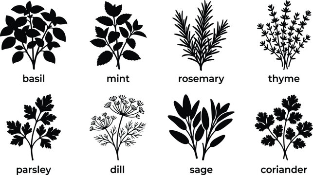 Black silhouette collection of culinary herbs including basil, mint, rosemary, thyme, parsley, dill, sage, and coriander designs