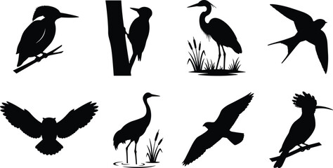 Black silhouette collection of diverse bird species including owl, heron, swallow, hawk, crane, kingfisher, woodpecker, and hoopoe © Rezoara
