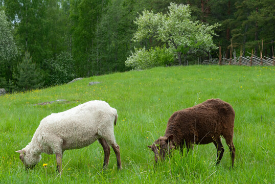 Sheep grazing closely on a lush green pasture in summer countryside