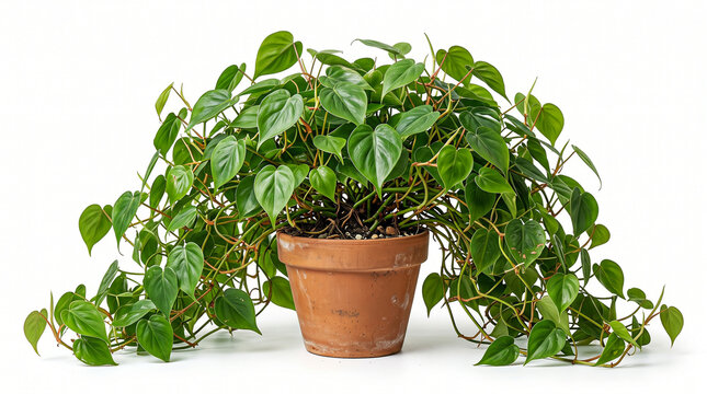 Lush philodendron hederaceum heartleaf plant in terra cotta pot, trailing vines against white background.