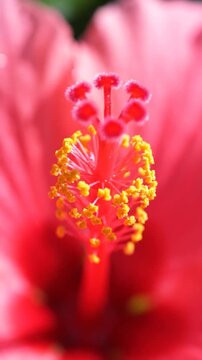 Macro shot of a red hibiscus flower with yellow pollen