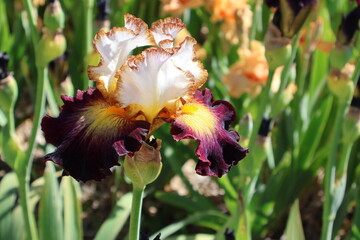 une fleur d iris violette et blanche,  © helenedevun