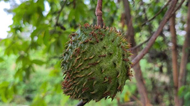 Red ants crawling across immature Annona muricata soursop fruit hanging naturally beneath lush tropical tree branches.