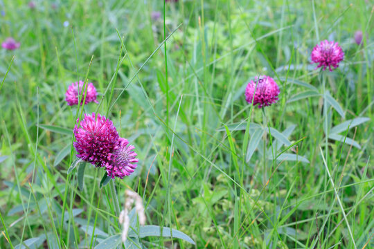 Blooming red clovers against a backdrop of wild green grass. Purple Trifolium pratense flowers in a summer meadow. Natural botanical backdrop.