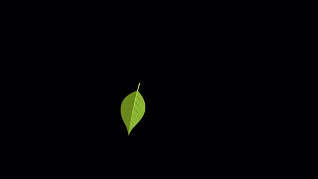 Falling green leaf loop on transparent alpha channel