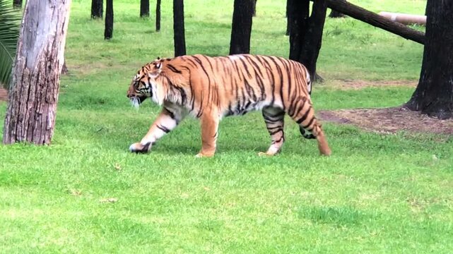 A Sumatran tiger strolling in a grassy plain inside the forest