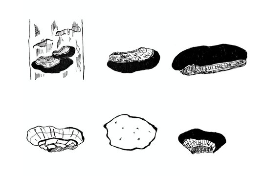Sangwhang medicinal mushroom vector set, rare phellinus linteus fungus in high contrast line art