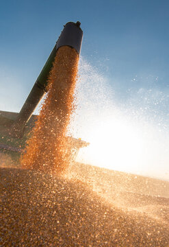  Pouring of golden corn during a harvest