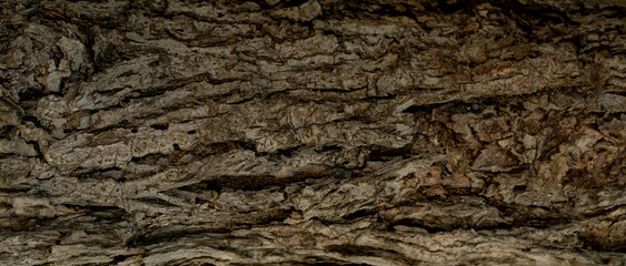 Closeup texture of old tree bark. Pattern of natural tree bark abstract background. Rough texture surface of tree trunk. Weathered natural wood skin. Dirt skin of wooden. Detail of brown tree bark. © Fahroni