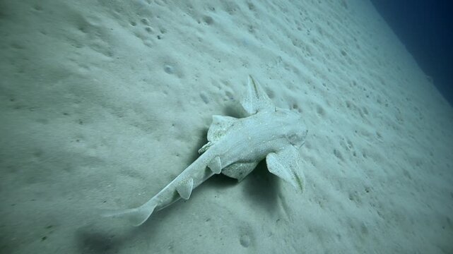 Angel Shark Swimming Above Sand Canary Islands Scuba Diving Atlantic Abyss