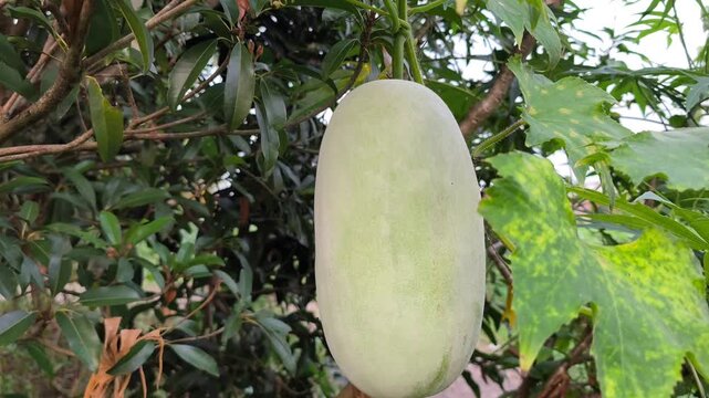 Fresh winter melon (Benincasa hispida) hanging naturally on vine, showcasing healthy growth within lush tropical garden surroundings.