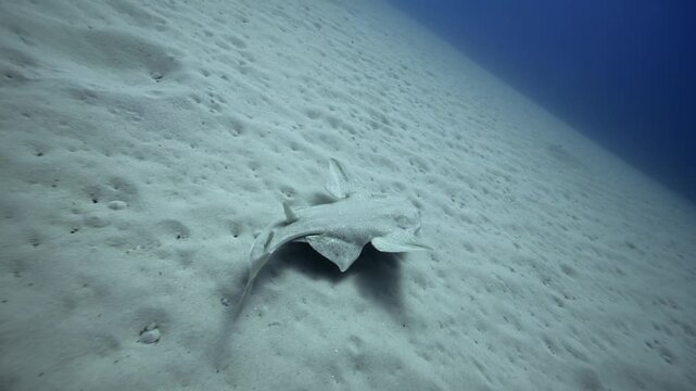 Angel Shark Swimming Above Sand Canary Islands Scuba Diving Atlantic Abyss