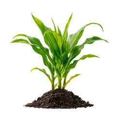 Obraz premium Young green corn plant growing in dark soil with green leaves sprouting mound dark earth isolated on a transparent background