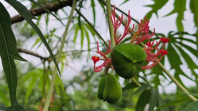 Immature Jatropha multifida fruits surrounded by vibrant red flowers and lush tropical foliage in natural daylight outdoors.