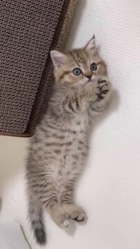 Adorable tabby kitten lying on back licking paws in playful motion video footage for cute animal social media content creation