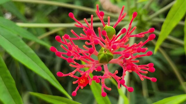 Immature Jatropha multifida fruits surrounded by vibrant red flowers and lush tropical foliage in natural daylight outdoors.